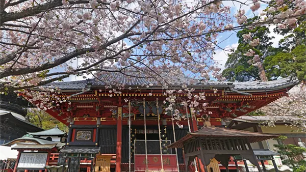 桜川市の雨引観音の本堂の八重桜の開花景観写真とVRツアーリンク