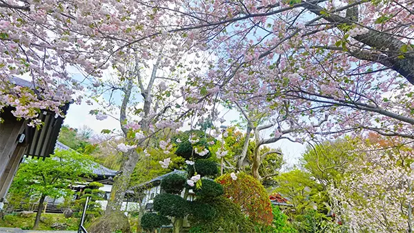 雨引観音の奥の院の南側の階段・富士見台の八重桜の開花景観とVRツアーリンク