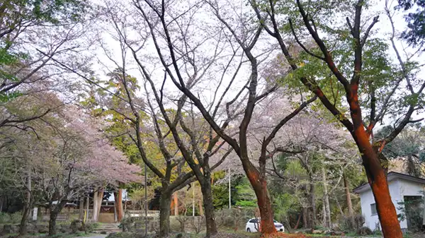 桜川市の雨引千勝神社境内の桜開花景観とVRツアーリンク