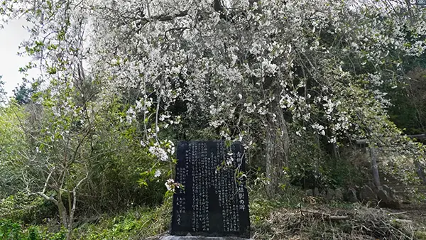 青柳の糸桜と植樹記念碑の写真