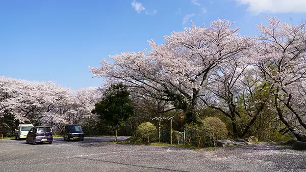 岩瀬城総合娯楽センターの駐車場の桜開花景観写真とVRツアーリンク