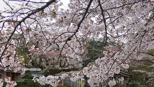 加波山神社本宮の桜開花の景観写真