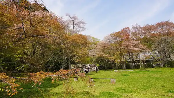 糸桜広場の山桜開花景観写真とVRツアーリンク