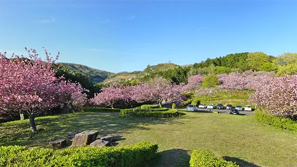 富谷山ふれあい公園の北側の八重桜の景観写真とVRツアーリンク