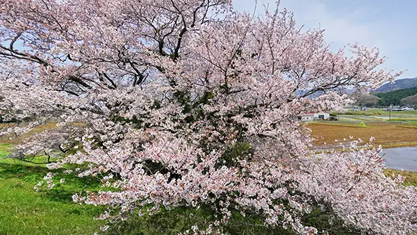 柳沢貯水池の二本桜の開花写真とVRツアーリンク