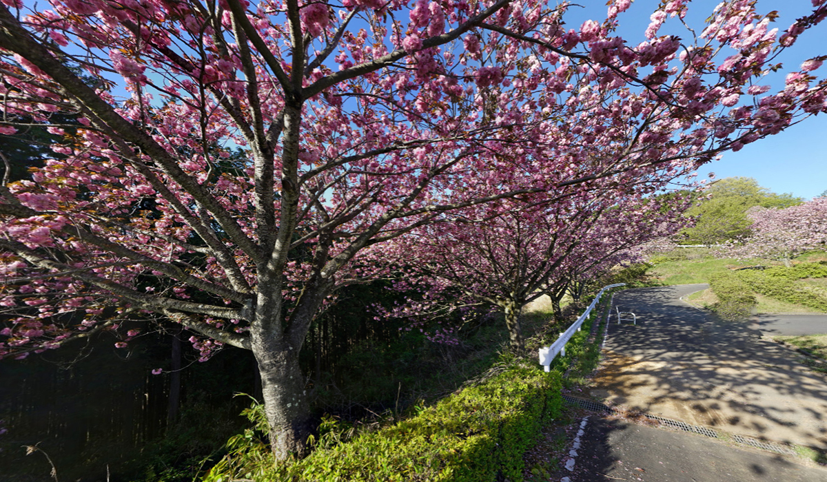 茨城県の桜 花見の名所 桜まつりおすすめスポット 茨城vrツアー