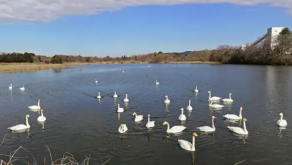 桜川市の白鳥飛来地・大池