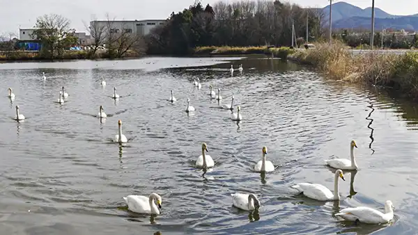 茨城県桜川市の白鳥飛来地大池の南側端の白鳥