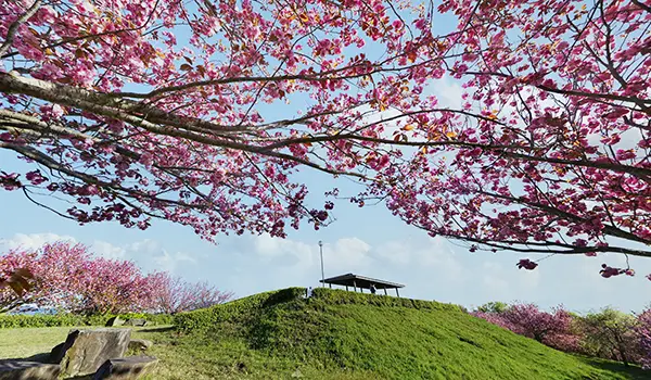 桜川市の桜・山桜の名所・花見・桜まつり観光案内：茨城VRツアー