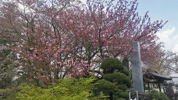 加波山神社本宮の拝殿前の八重桜の開花景観とVRツアーリンク