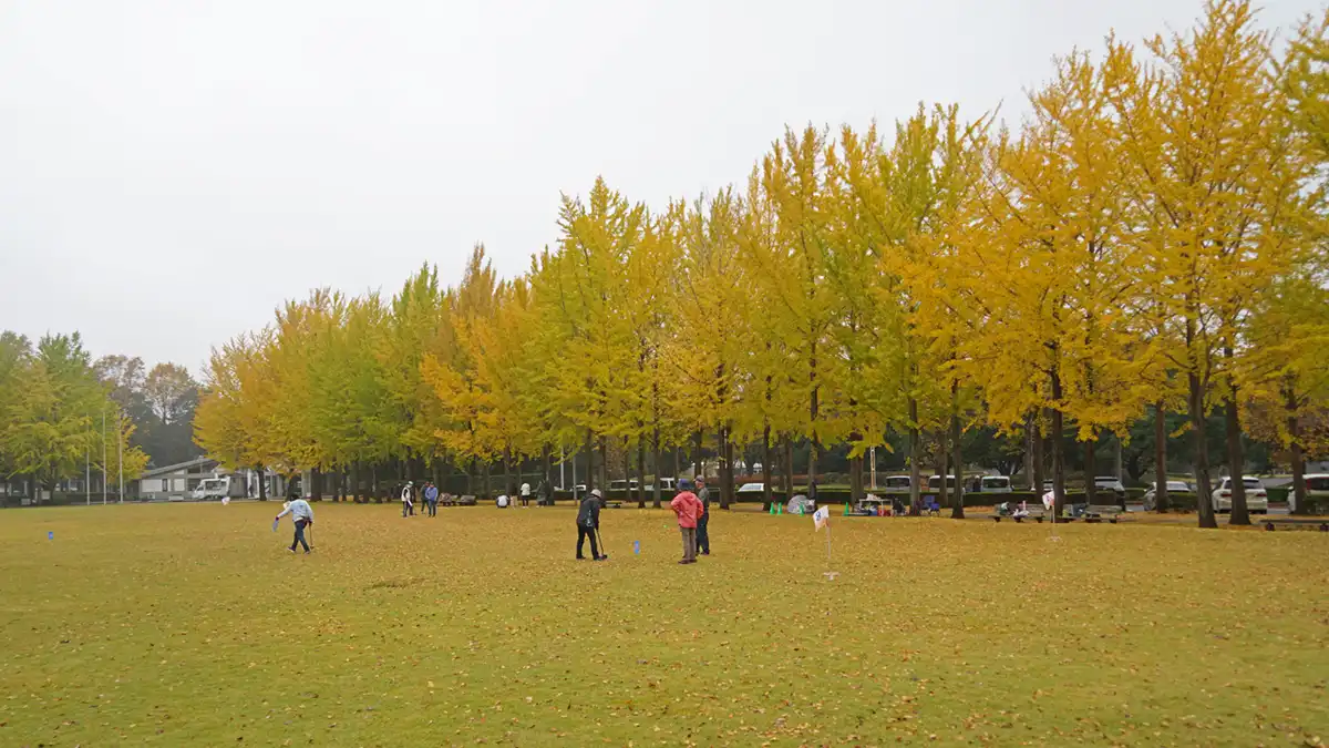 つくば市の科学万博記念公園のイチョウ並木の紅葉状況景観写真