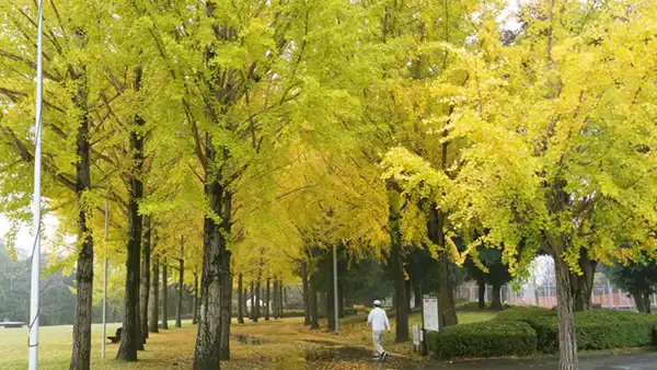 テニスコート側のイチョウ並木の紅葉景観写真