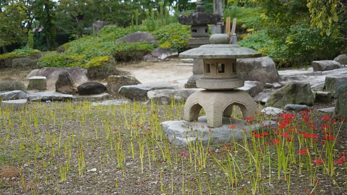 筑西市の千妙寺の彼岸花開花状況の景観写真