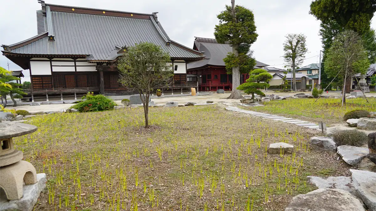 千妙寺の庭園を南側からの彼岸花開花の状況