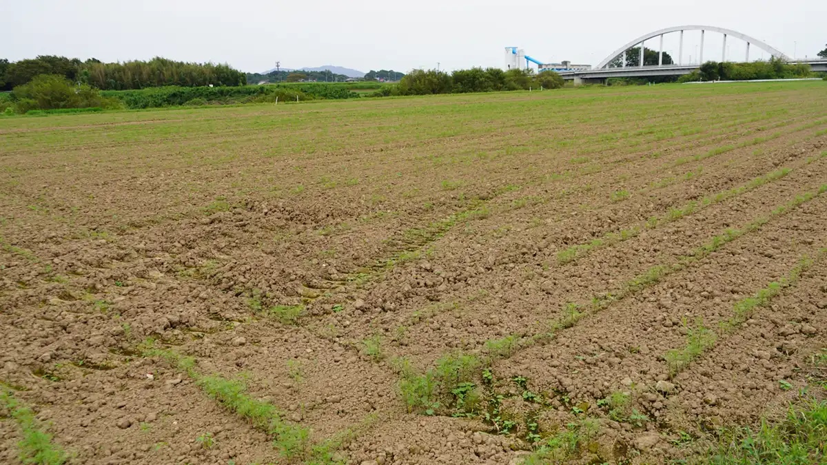 2024年9月28日の小貝川ふれあい公園のコスモス畑の景観写真