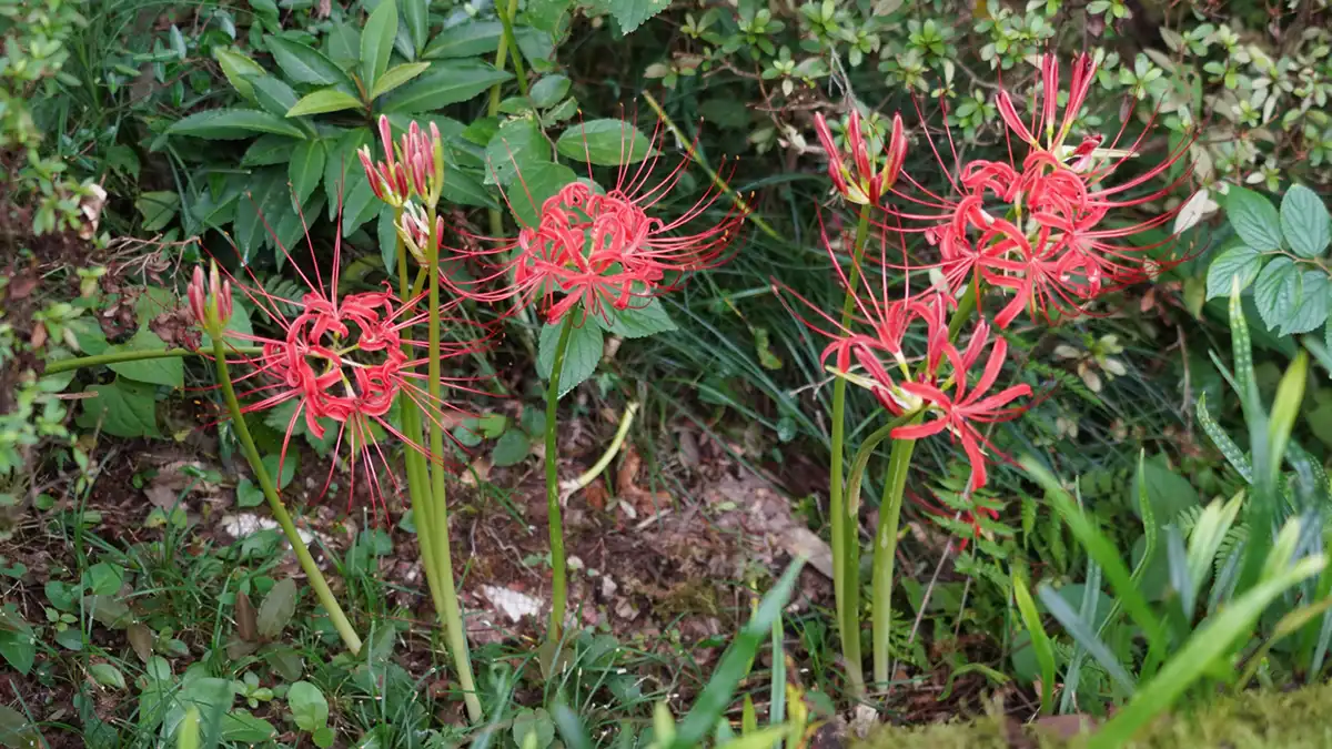 つくば市神郡の普門寺の彼岸花の開花写真