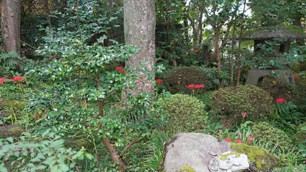 庭園斜面の本堂側の彼岸花の開花景観写真