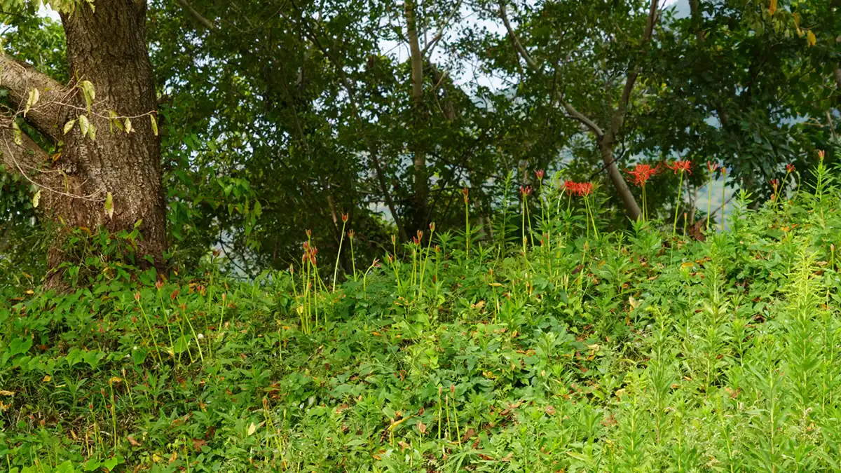 燧ヶ池の南側土手の北側の彼岸花開花景観写真