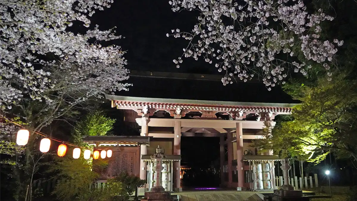 下妻市の大宝八幡宮の桜の見頃とライトアップの写真