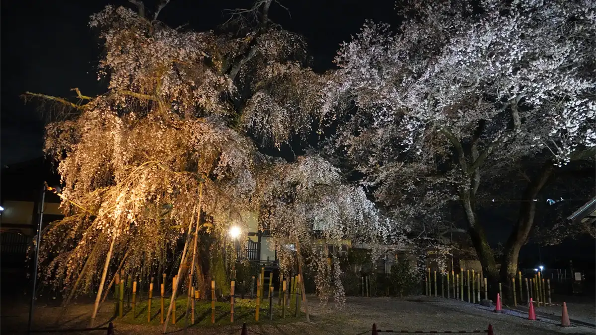 下妻市の観音寺のしだれ桜・彼岸桜の開花状況とライトアップの写真