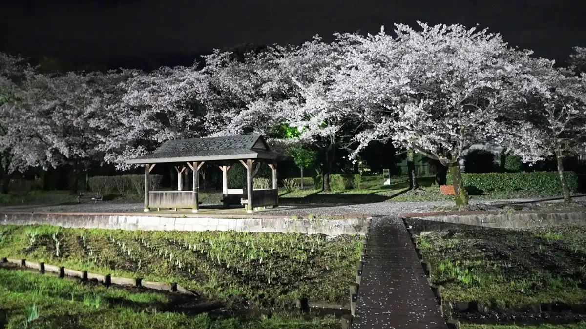 砂沼公園の菖蒲園付近のソメイヨシノのライトアップと開花の状況