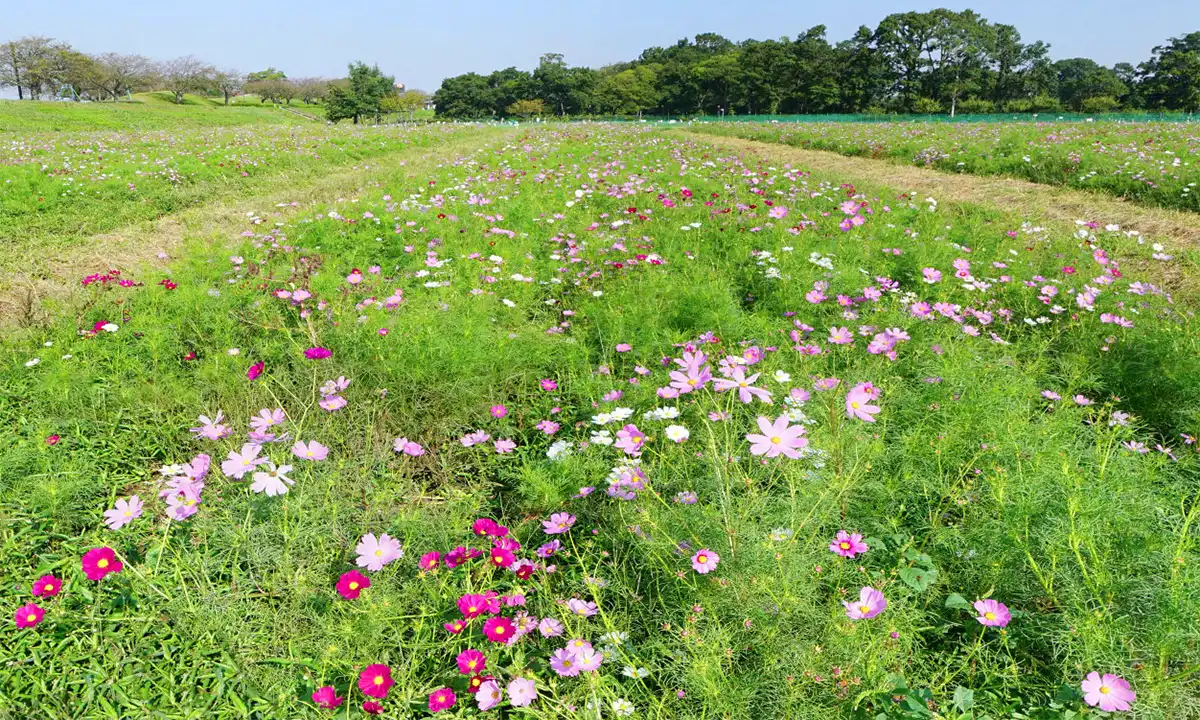 小貝川ふれあい公園の北東方向のコスモス畑景観とVRツアーのリンク