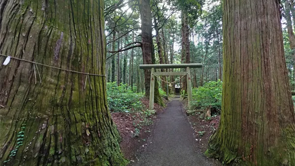 青山神社の参道と杉の巨木の景観写真