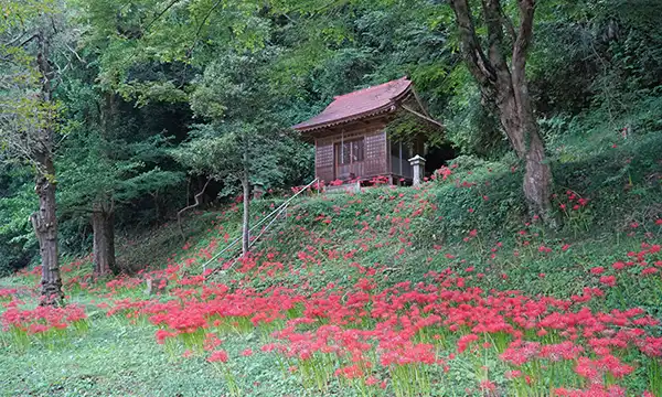 観音堂と彼岸花の様子の写真