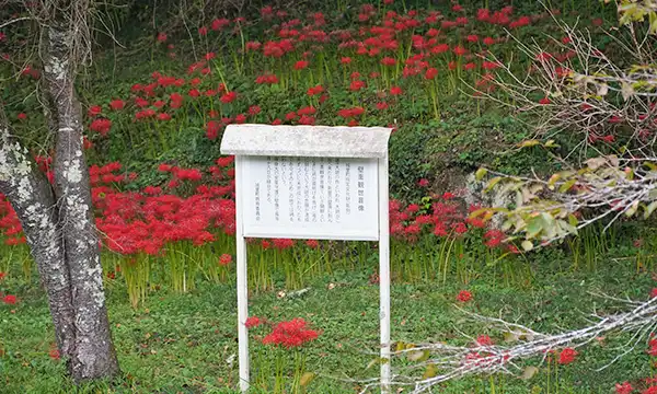 壁面観世音像説明板と彼岸花群生地