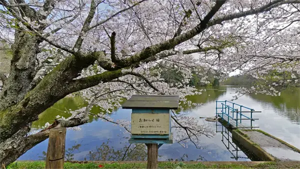 宍塚大池の東端の桜開花と池の景観写真