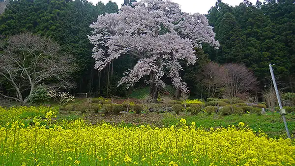 高萩市の文添の山桜開花写真