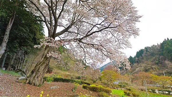 文添の山桜の西側からの幹回りと桜開花の景観