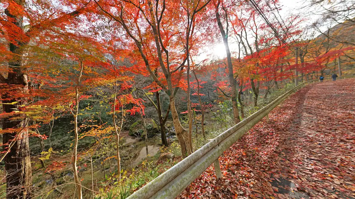 高萩市の偕楽園もみじ谷の紅葉景観写真