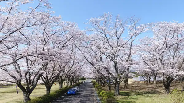 さくら宇宙公園の桜並木景観の写真とVRツアーリンク