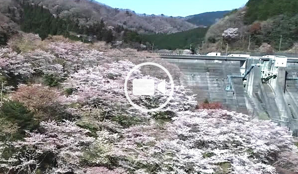 高萩市の花貫さくら公園の桜の空撮動画