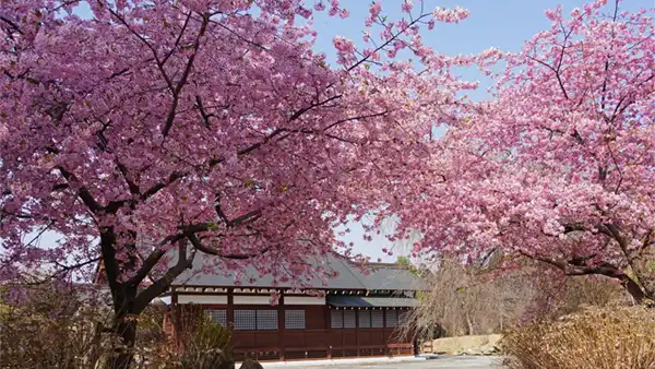 高萩八幡宮の河津桜の開花写真