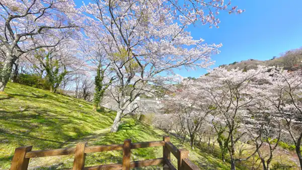 花貫さくら公園の花見台からの桜開花の景観