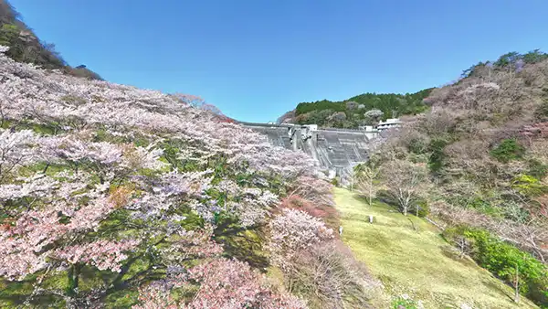 高萩市の花貫さくら公園の桜VRツアー