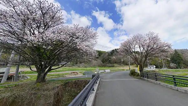 高萩市の大北川・栄橋の桜の開花景観とVRツアーリンク