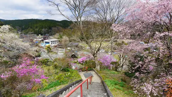 松岩寺の境内上の墓地高台からの桜等花の開花景観写真とVRツアー