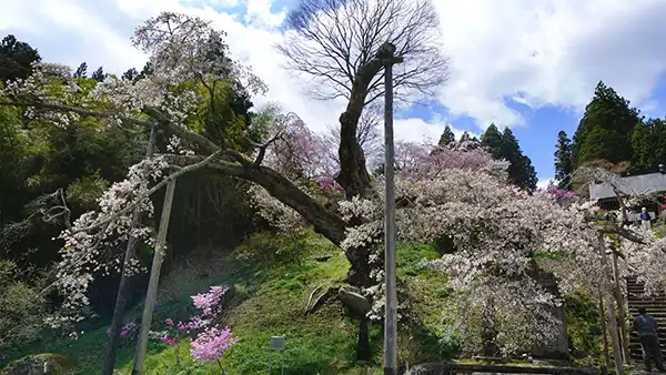 茨城県指定天然記念物の松岩寺のヤマザクラ