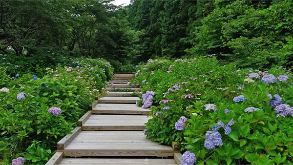辰ノ口親水公園の紫陽花園の北側の木道のあじさい景観写真とVRツアーリンク