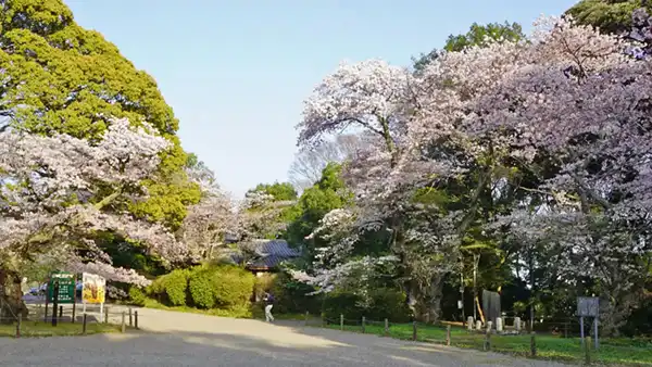 常盤神社の西側から東鳥居付近を眺めた桜開花景観写真とVRツアーリンク