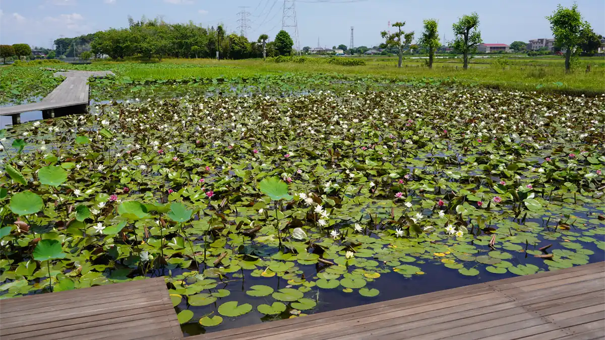 利根親水公園きらめき池とスイレンの開花の景観写真