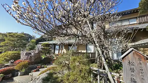 利根町おすすめ観光スポットの来見寺の松替の梅の案内VRツアー