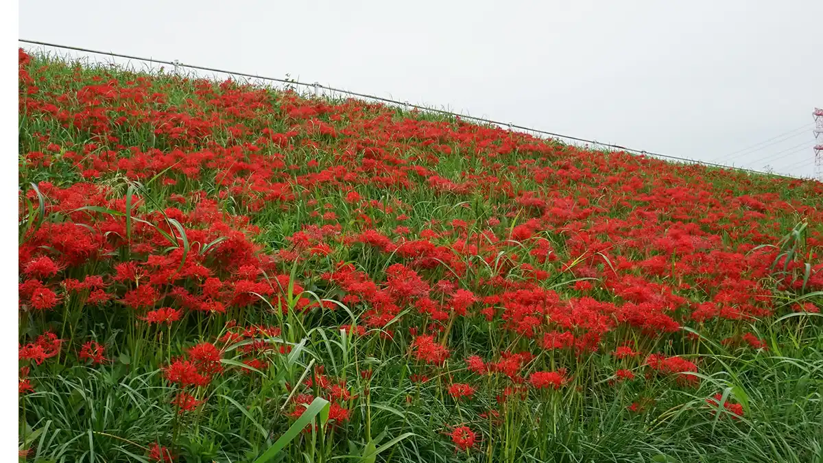 利根町の利根川堤防の彼岸花景観写真とVRツアーリンク