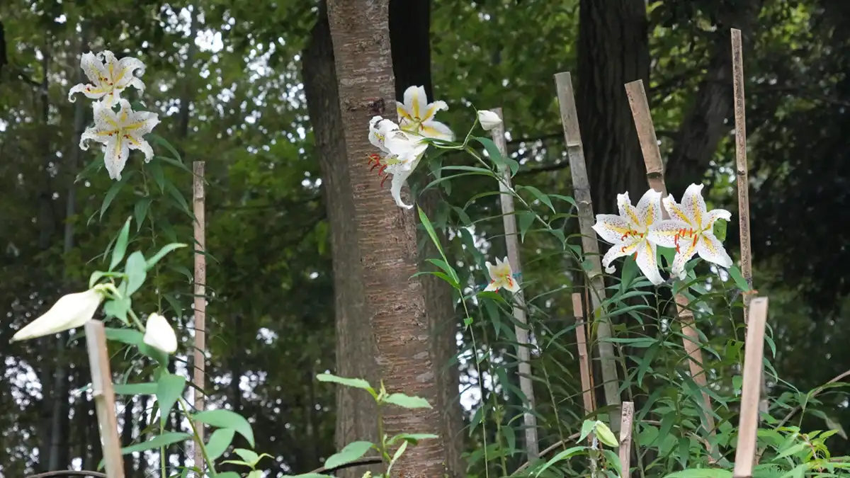 利根町の大生野生植物園の山頂付近林間のヤマユリ開花景観