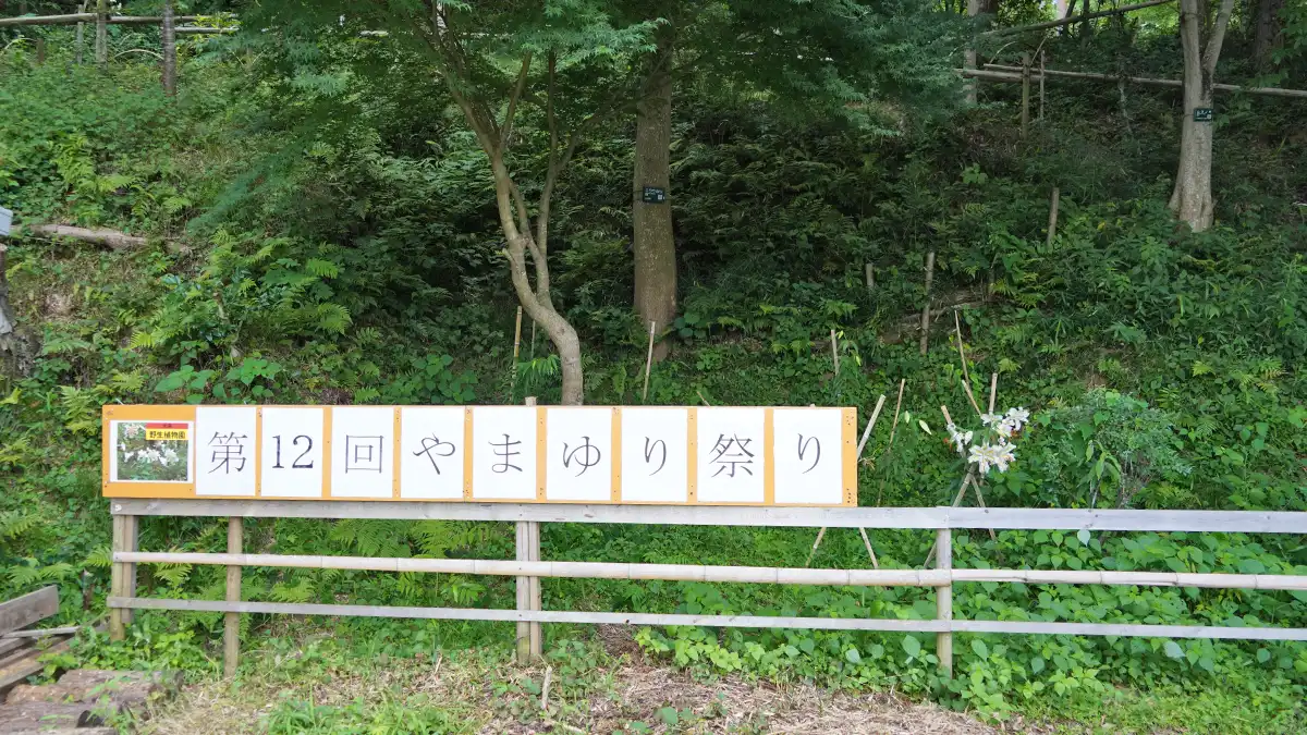 利根町の大生野生植物園のやまゆり祭りの看板とヤマユリの景観写真