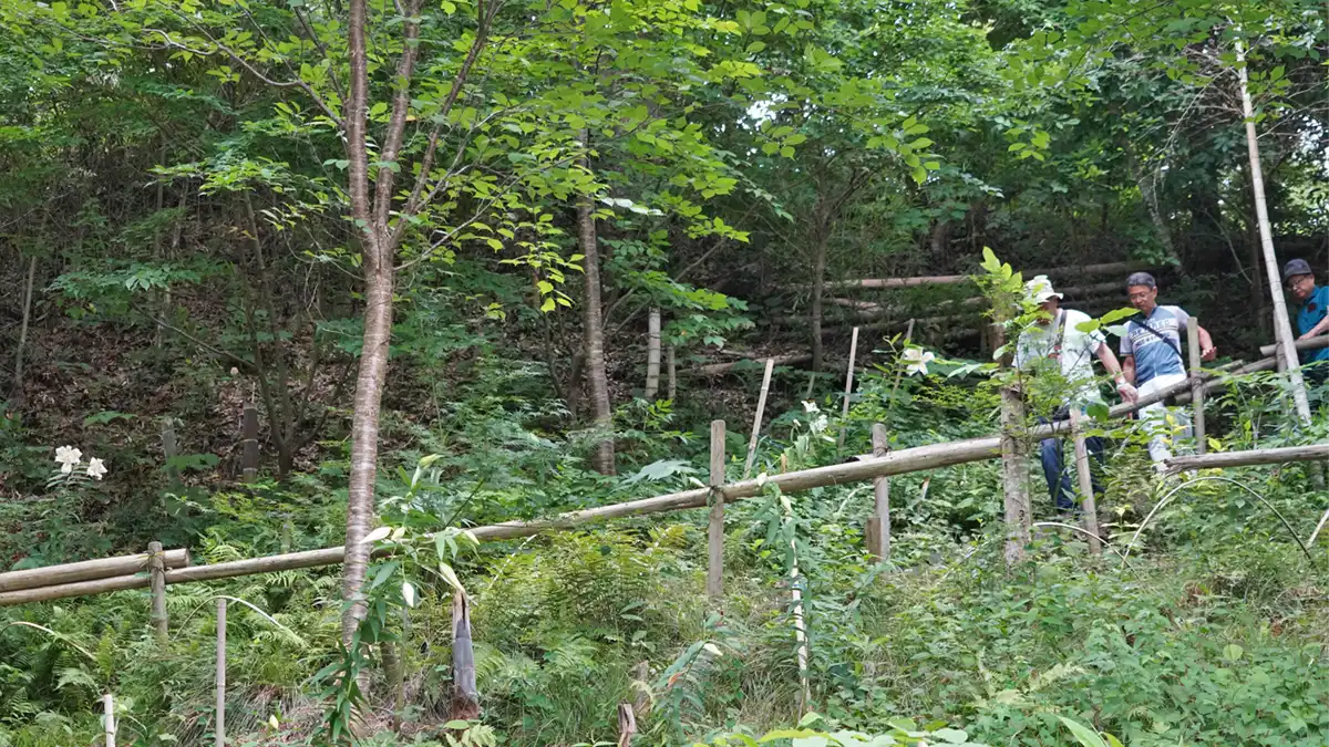 大生野生植物園の西側の下り小道のヤマユリの開花景観