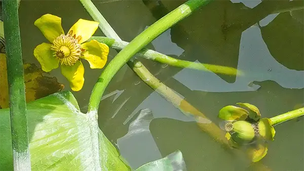 コウホネの花が身になる写真:鏡ヶ池のVRツアーで見れます。
